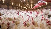 Poultry (Whole or Any Cut)