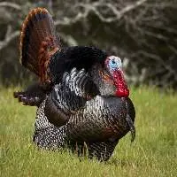 Turkey Fowl