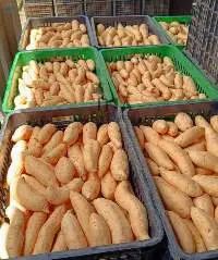 Sweet Potato