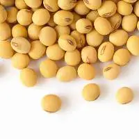 Soybean Seeds