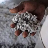 Cotton Seeds