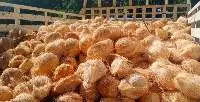 Coconut