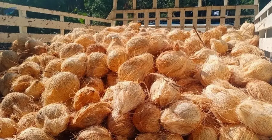 Coconut