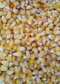 Frozen Sweet Corn