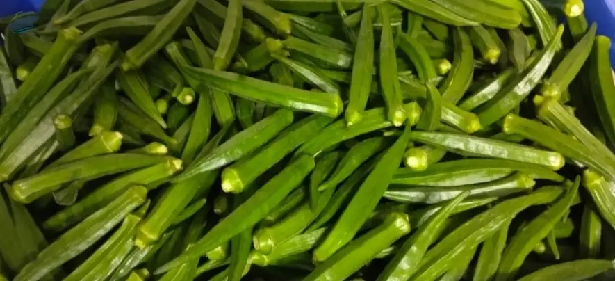 Fresh Okra / Lady Finger