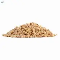 Sorghum