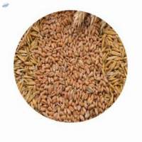 Wheat