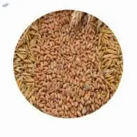 Wheat