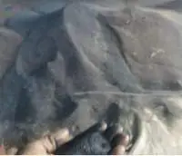 Ilmenite Sand