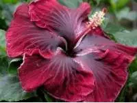 Hibiscus