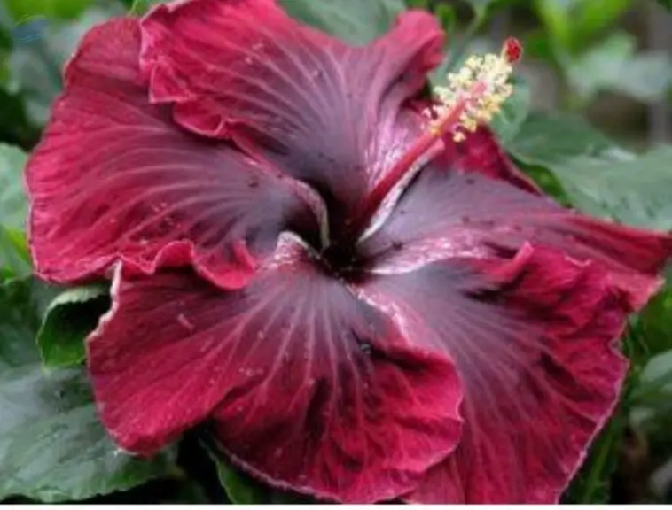 Hibiscus