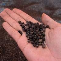 Black Pepper