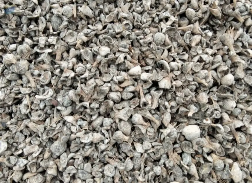 Palm Kernel Shells