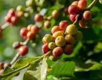 Arabica Coffee Beans