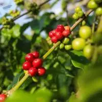 Robusta Coffee