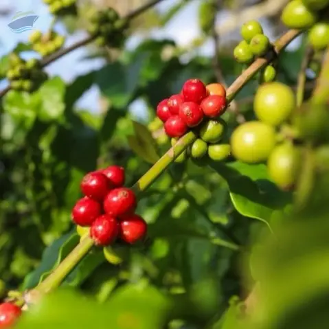 Robusta Coffee