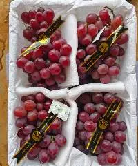 Fresh Grapes