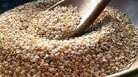 Whitish Humera Sesame Seeds