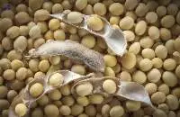 Soybeans