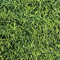 Green Chilli
