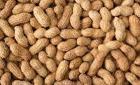 The Peanut