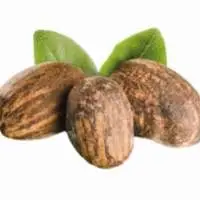 Shea Nuts