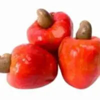 Cashew