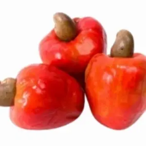 Cashew