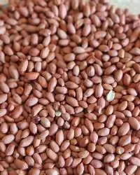 Peanuts Seed
