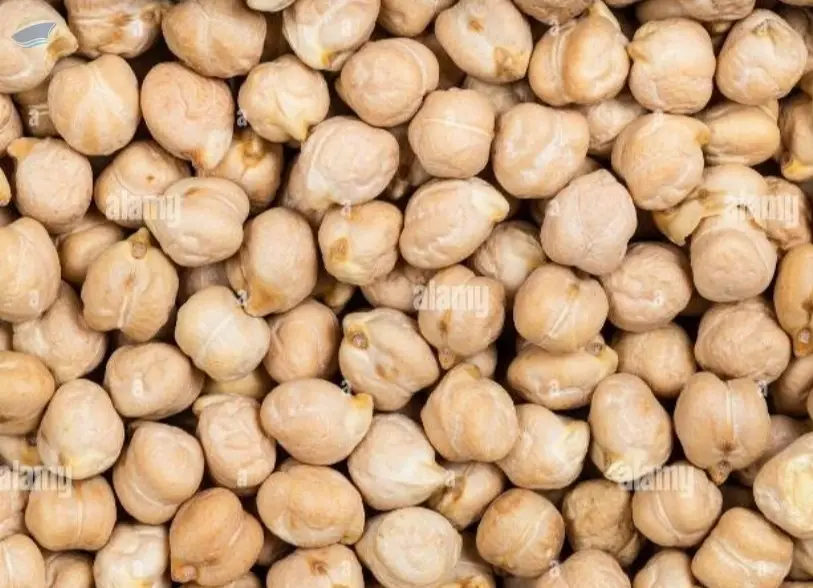Chickpeas Seed