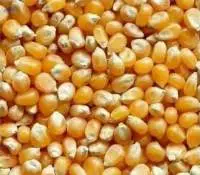 Yelllow Corn