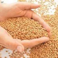 Wheat