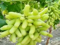 Grapes