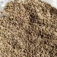 Cumin Seed