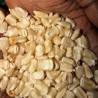 White Maize (Non-GMO)
