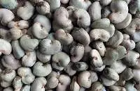 Raw cashew nuts