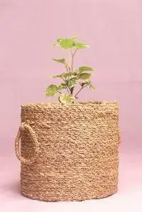 Sabai Grass Planter