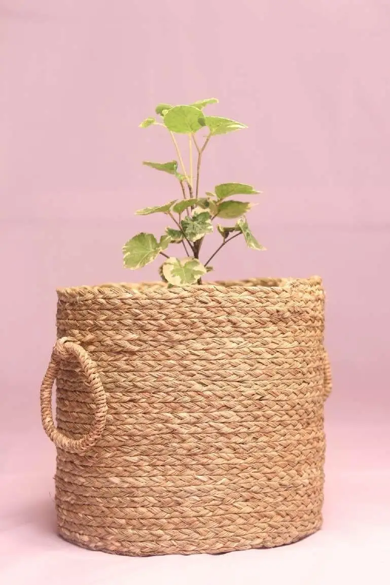 Sabai Grass Planter