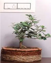 Planter