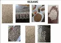 Sesame Seeds