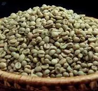 Green Coffee Bean from Vietnam