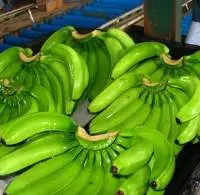 Fresh Green Banana