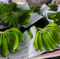 Cavendish Banana