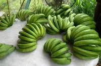 Green Banana