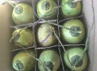 Coconut