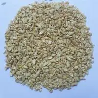 Cashew Nut SP