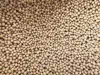 Soybean