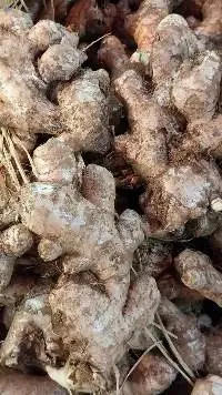 Fresh Ginger