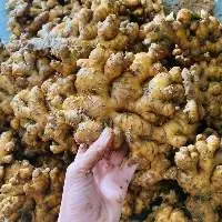 Elephant Ginger