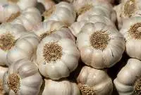 Fresh Garlic